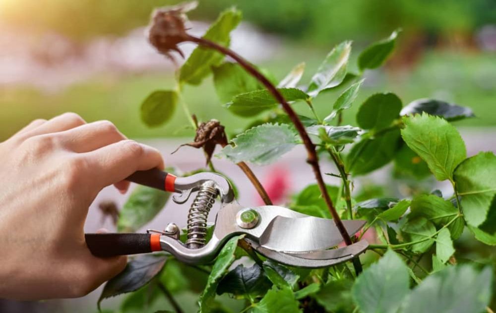 Cortá las ramas de tus plantas y árboles en invierno según la especie.