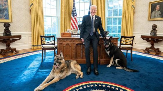 El pastor alemán de Biden mordió a un agente del servicio secreto. Foto: Gentileza.