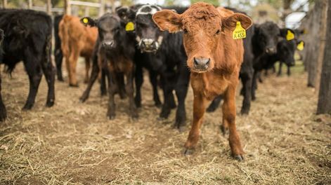 Sumá tu empresa al Especial Ganadería