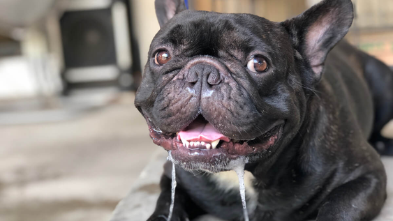 5 razas de perros que producen mas saliva y que pueden ensuciar tu casa