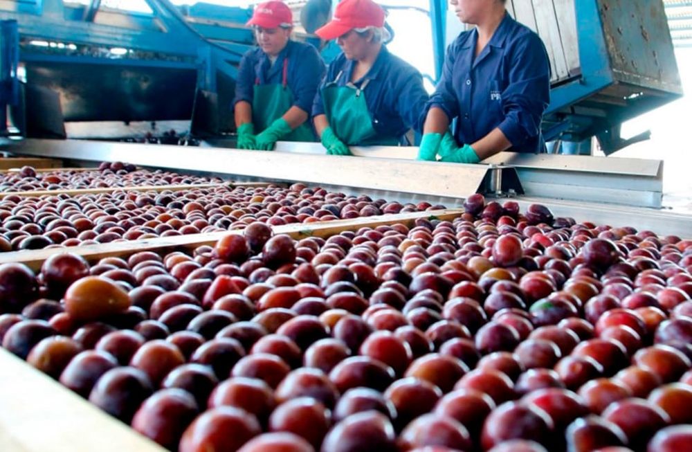 La ciruela en fresco es uno de los productos que se comercializan en este Marketplace para exportadores.