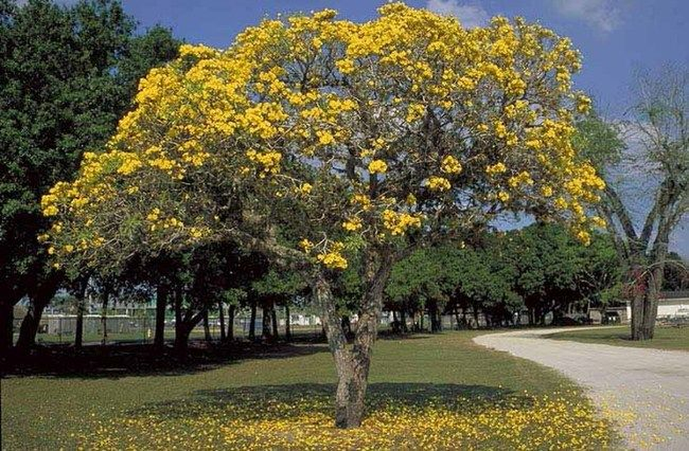 El &aacute;rbol que da una sombra perfecta y no requiere mantenimiento