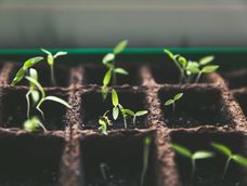 17 semillas que conviene sembrar desde ahora asi estan listas para plantar en marzo, segun los jardineros