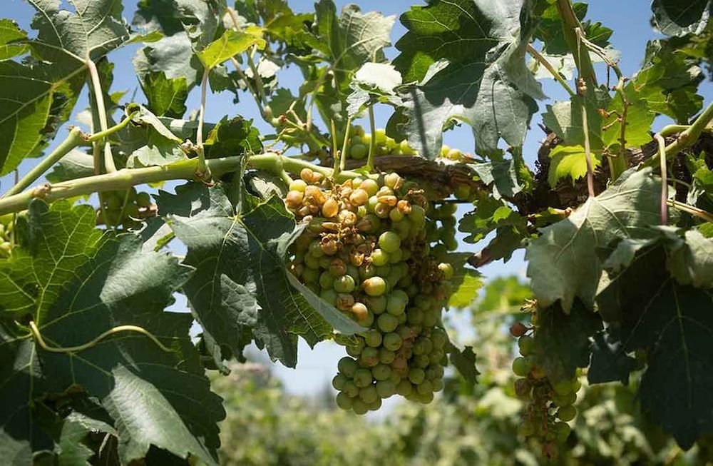 Fuertes vientos y caída de granizo sobre viviendas y terrenos cultivados, afectó unas 17 mil hectáreas productivas de Lavalle y zona Este.