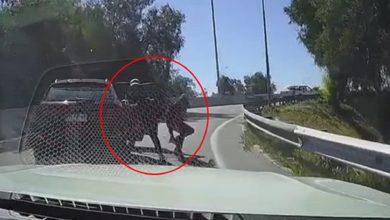 Una encerrona frustrada en Chile terminó con delincuente atropellado