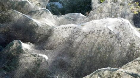 De terror: miles de arañas cubrieron de telas a un pueblo de Grecia  