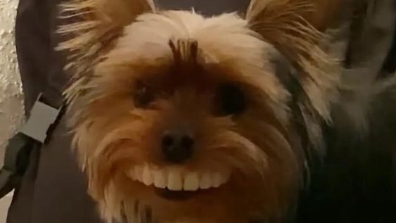 Su perrito le robó la dentadura y lució muy gracioso