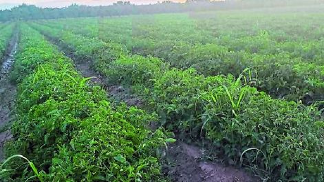 Los Andes | La asociación Tomate 2000 los reconoció este año con el premio “productores revelación”, ya que sus rendimientos asombraron a los industriales. / Los Andes