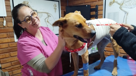 La increíble historia de Uva, la perrita que estuvo atravesada por 5 hierros en el abdomen y volvió a la vida. | Foto: Gentileza