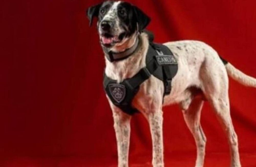 Perro policía Falopa.