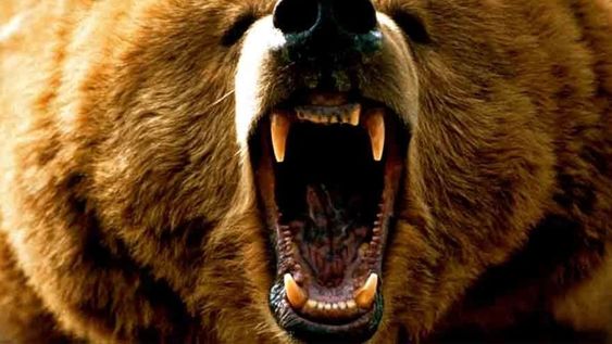 Un oso mató a una mujer de 19 años en Rumania.