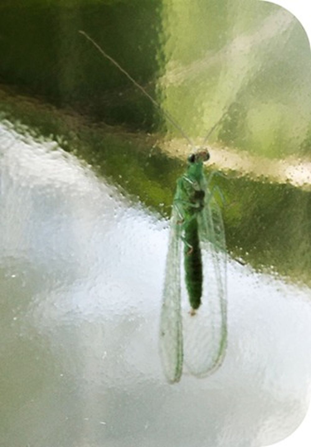 La crisopa es otro controlador biol&oacute;gico que se cr&iacute;a en el Iscamen