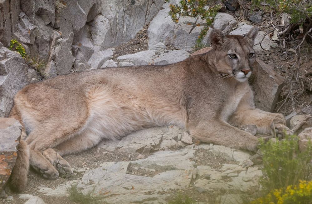 Las impactantes fotos de un puma “almorzando” en Villavicencio: cómo actuar si nos encontramos con uno. Foto: Gentileza Martín Pérez (@cuyo.birding.3)