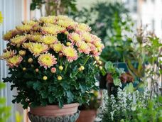 Es una planta versátil, capaz de adaptarse a distintas necesidades dentro del hogar. Es una planta versátil, capaz de adaptarse a distintas necesidades dentro del hogar.