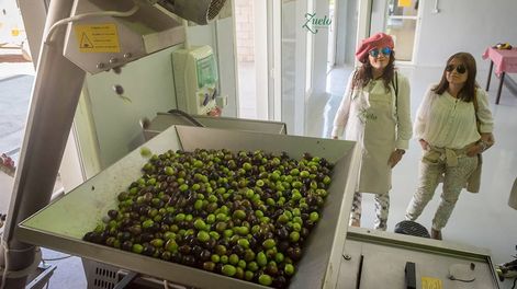 El autor propone diferentes prácticas para el control eficiente de plagas y el desarrollo de la actividad de manera sustentable. Advierte que se debe entender al olivar como un sistema complejo en el cual el ambiente domina los recursos. / Foto: Ignacio Blanco / Los Andes