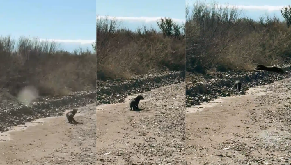 Fotos y video: asombrosas filmaciones en Mendoza del gato nutria, el impactante animal my pocas veces visto