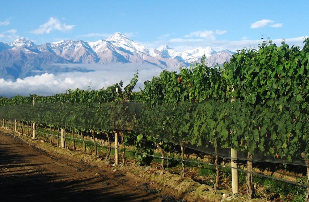 La tierra mendocina es ideal para producir la varietal del Malbec. Imagen gentileza de Bodega Casir dos Santos, de sus viñedos ubicados en el Valle de Uco.