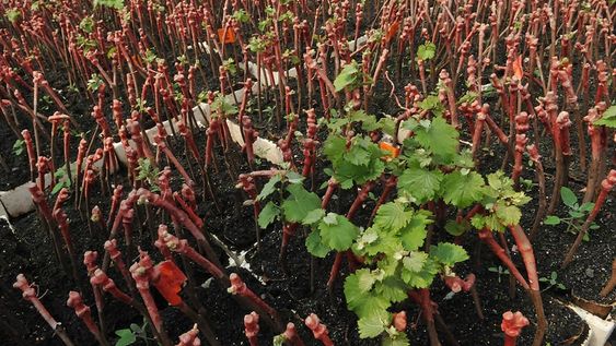 Viveristas aseguran que hay buena demanda. Las claves: calidad y buenos rendimientos. También la resistencia a la sequía es un nuevo factor requerido / Foto: Claudio Gutiérrez