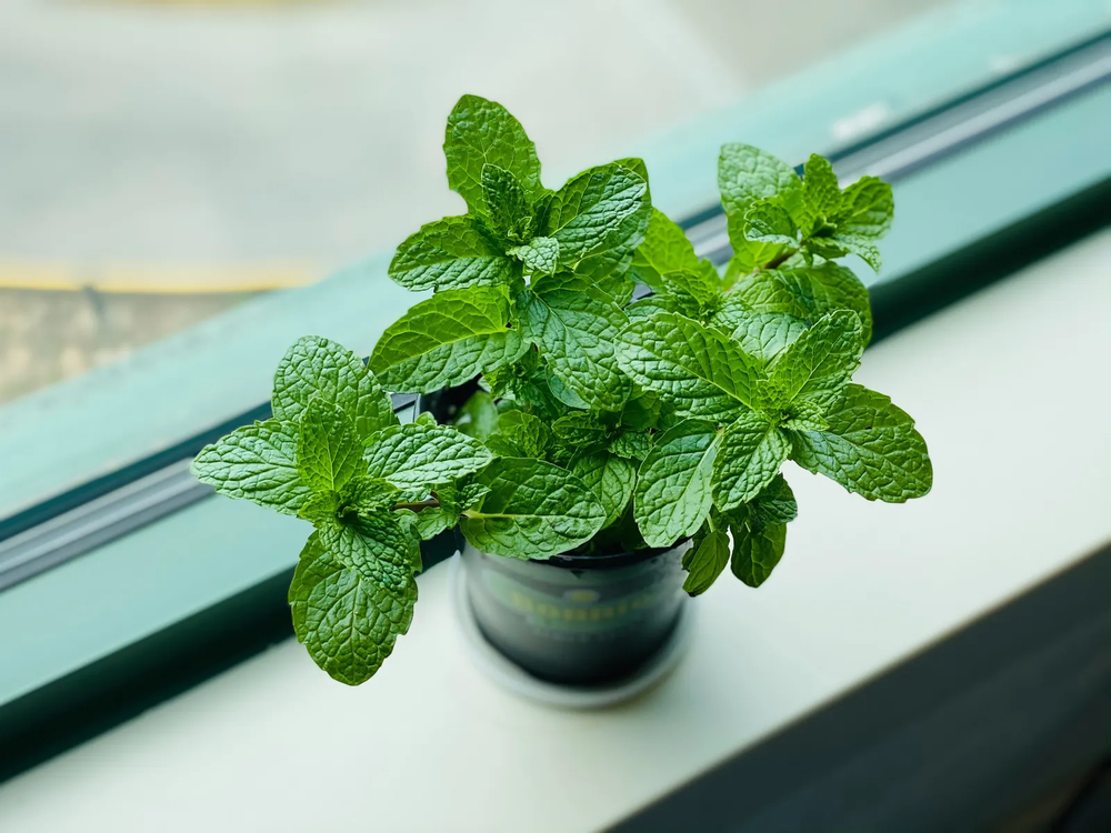 Esta planta puede ser tu solución económica y ecológica para eliminar cucarachas