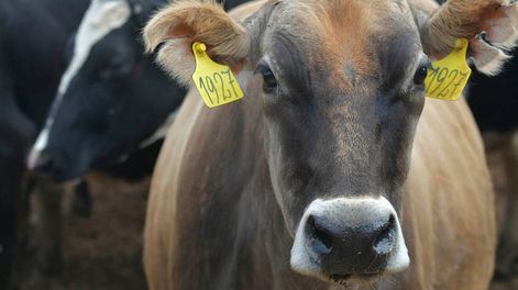 Los Andes | El cierre de la venta de las vacas refugo o descarte, es decir, las hembras adultas que no se pueden destinar a reproducción, afectó directamente la producción local. / Foto: Orlando Pelichotti