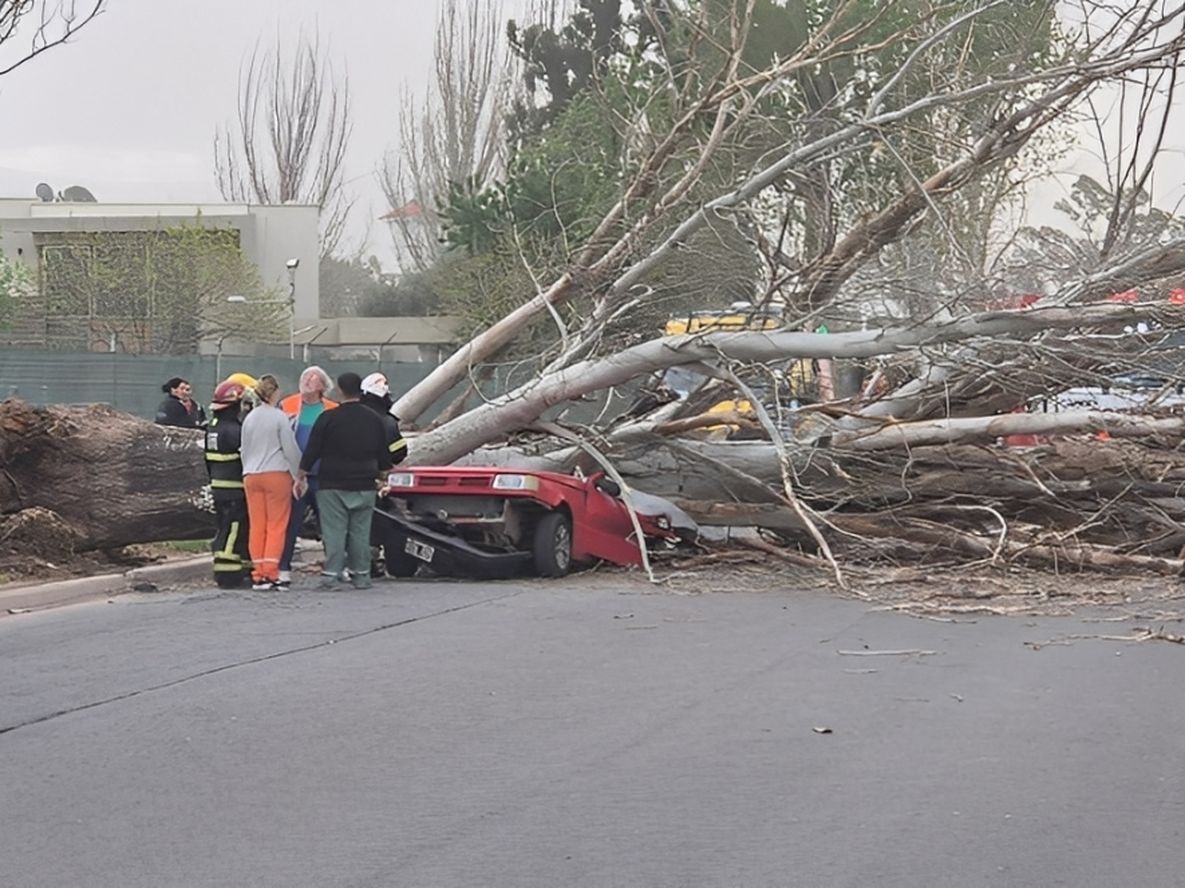Una mujer murió aplastada por un árbol que cayó sobre su auto durante el temporal de fuertes vientos en Maipú el viernes 26 de setiembre
