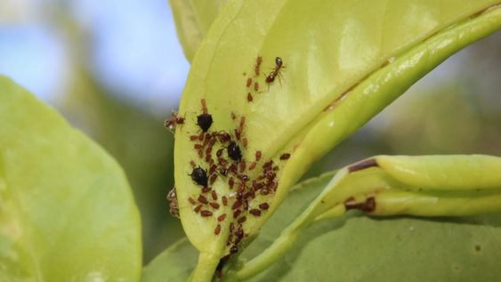 Evitar el uso de pesticidas es esencial para mantener el jardín sano y con presencia de aves.