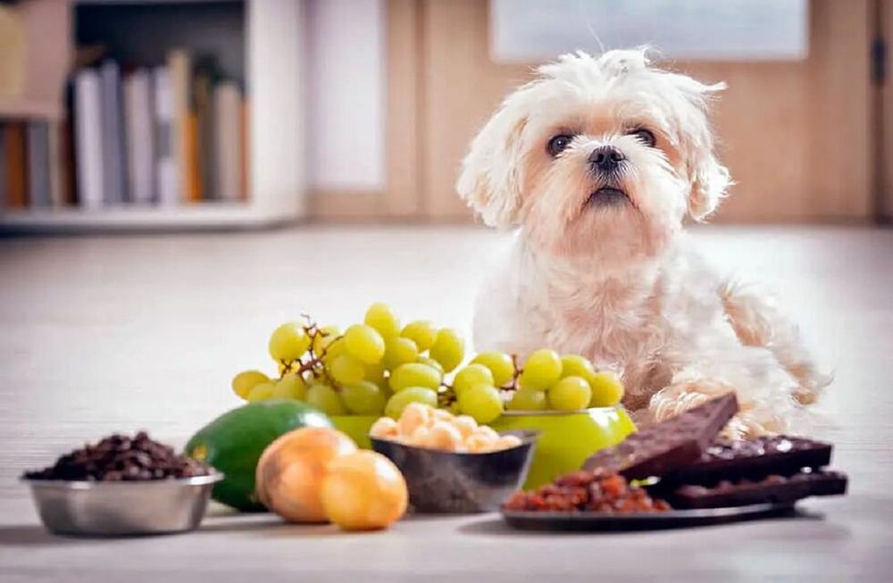 Procurá no darle ninguno de estos alimentos a tu perro. (Web)