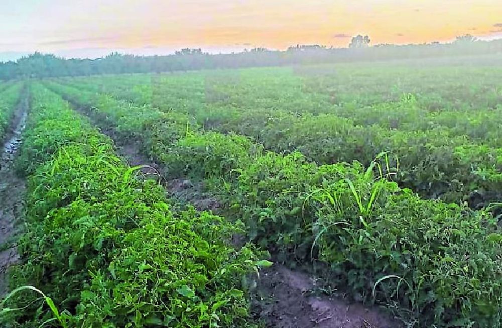 La asociación Tomate 2000 los reconoció este año con el premio “productores revelación”, ya que sus rendimientos asombraron a los industriales. / Los Andes