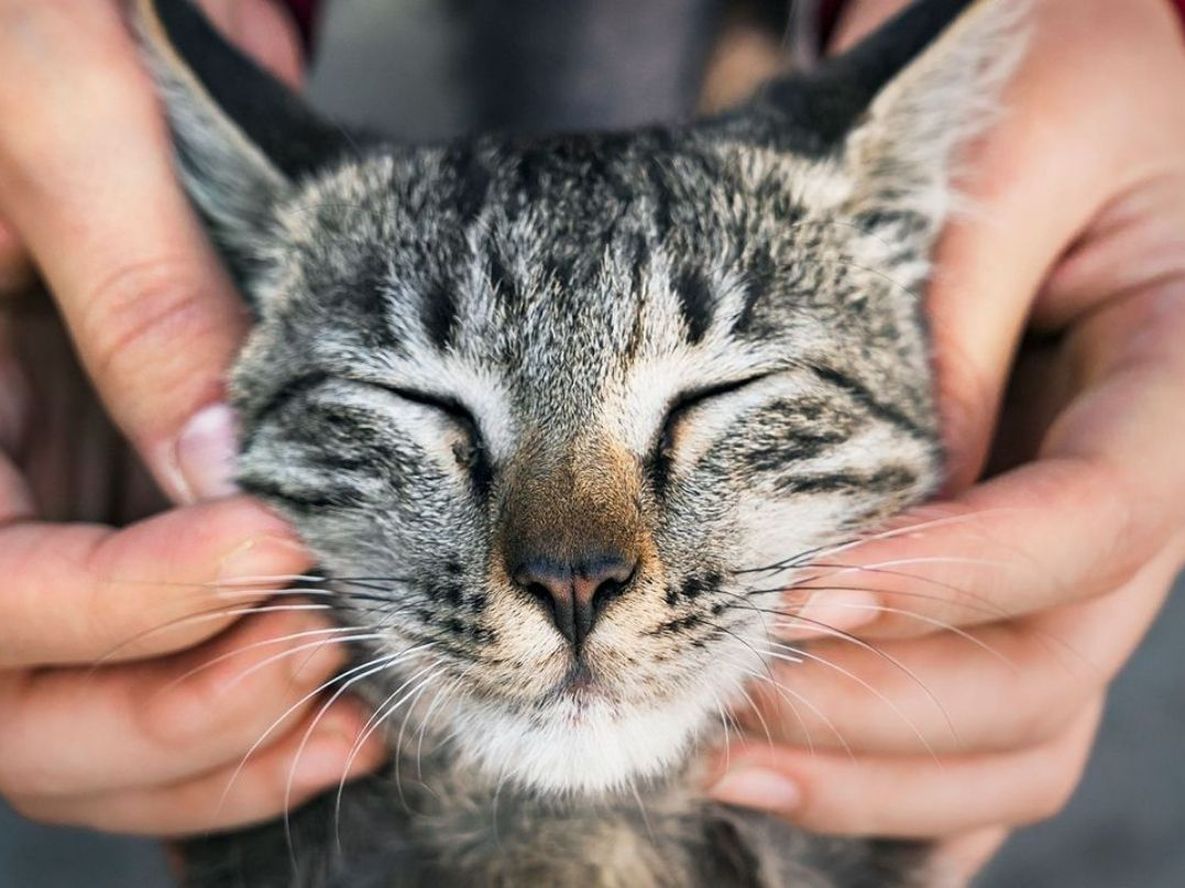 No existe un único gesto que permita medir cuánto quiere un gato a su cuidador.