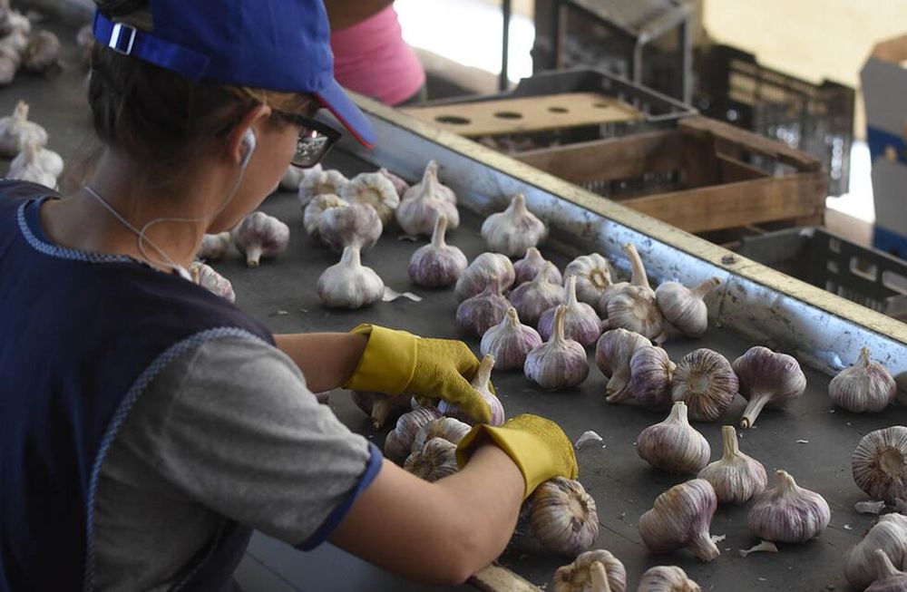 Según el último informe emitido por el Instituto de Desarrollo Rural (IDR), el cultivo de ajo concentra 66%, en promedio, de la superficie total. Foto: Gustavo Rogé / Los Andes