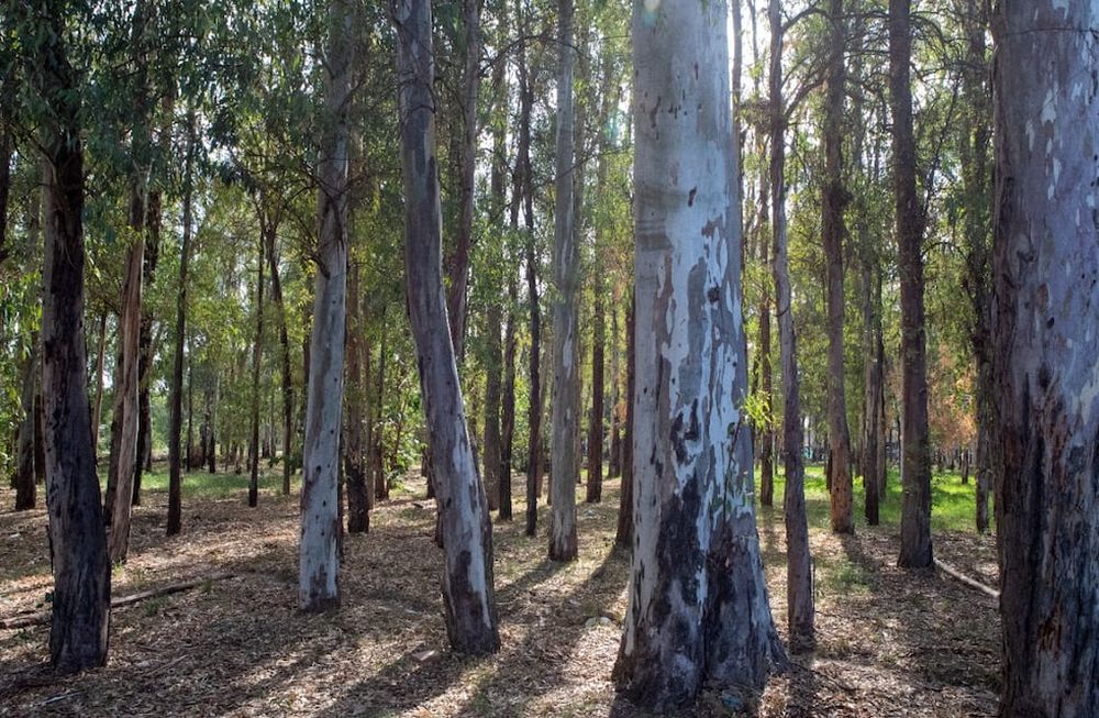Silvicultura: el 27 de marzo se realizará un Congreso Forestal en Mendoza