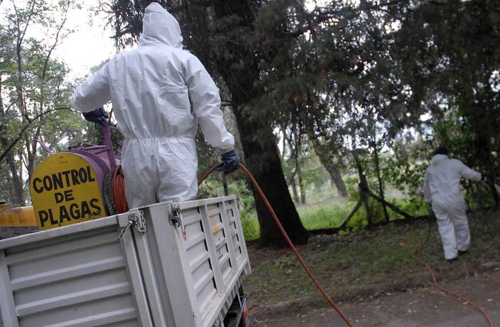 Dengue: ¿cómo prevenir esta enfermedad y a qué síntomas estar alerta?