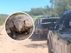 Policía Rural detectó un caso de caza furtiva de armadillos en Santa Rosa