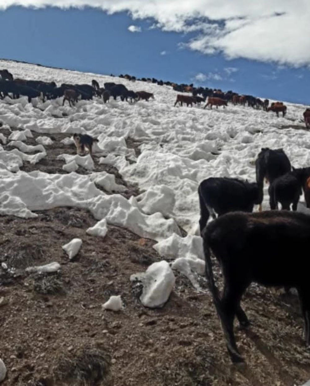 Veranada, la travesía de arrear animales a más de 4.000 msnm para que se alimenten en medio de la cordillera