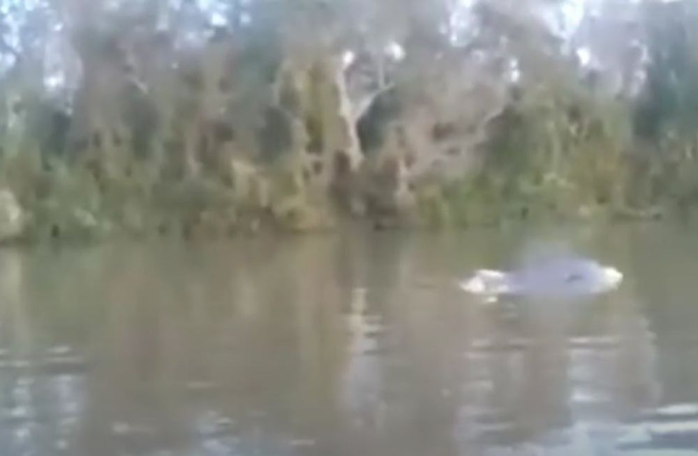 Video: captaron un delfín en peligro de extinción nadando en el río Paraná