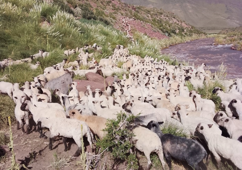Veranada, la travesía de arrear animales a más de 4.000 msnm para que se alimenten en medio de la cordillera