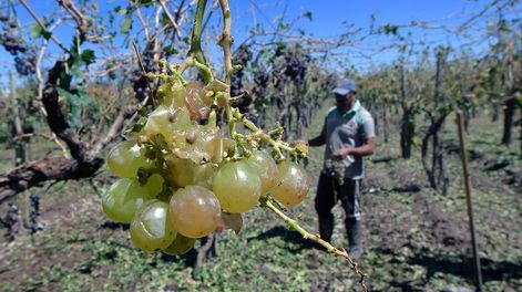 Según registros públicos (con datos desde 1960), nunca se había dado una cosecha tan baja como la que pronostica el INV.  Foto: Orlando Pelichotti / Los Andes
