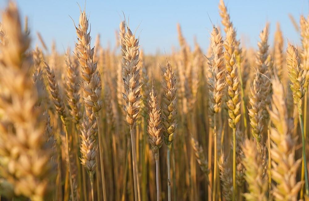 Producción de trigo. Se apuesta a una serie de incentivos y facilidades para los productores, para que puedan acceder a los insumos necesarios para emprender la siembra.