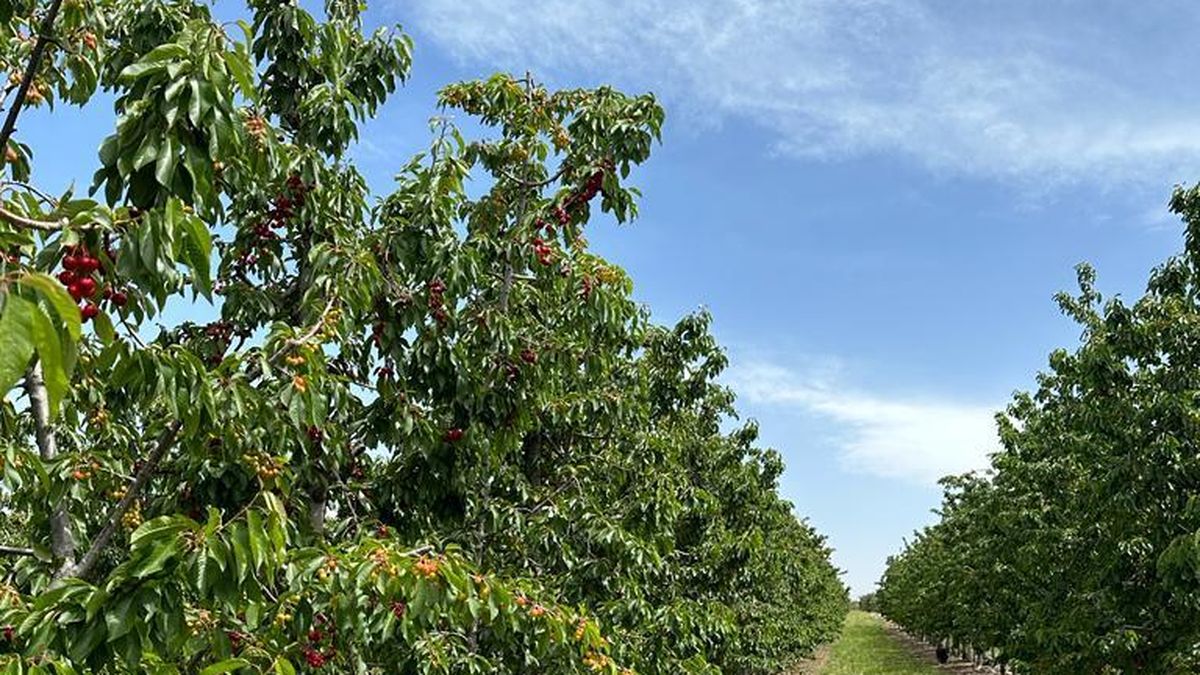 Una finca logra la primera certificación de sitio libre de mosca del Mediterráneo para el oasis Norte