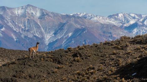 Los Andes | La ruta 13 de Las Heras suele ser el escenario de distintos operativos para erradicar la caza furtiva. En el lugar se encuentran guanacos, que son una especie protegida y blanco de los cazadores ilegales. Foto: Ignacio Blanco / Los Andes