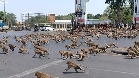 La experimentación científica con animales - Por Oscar Alfredo Mellado