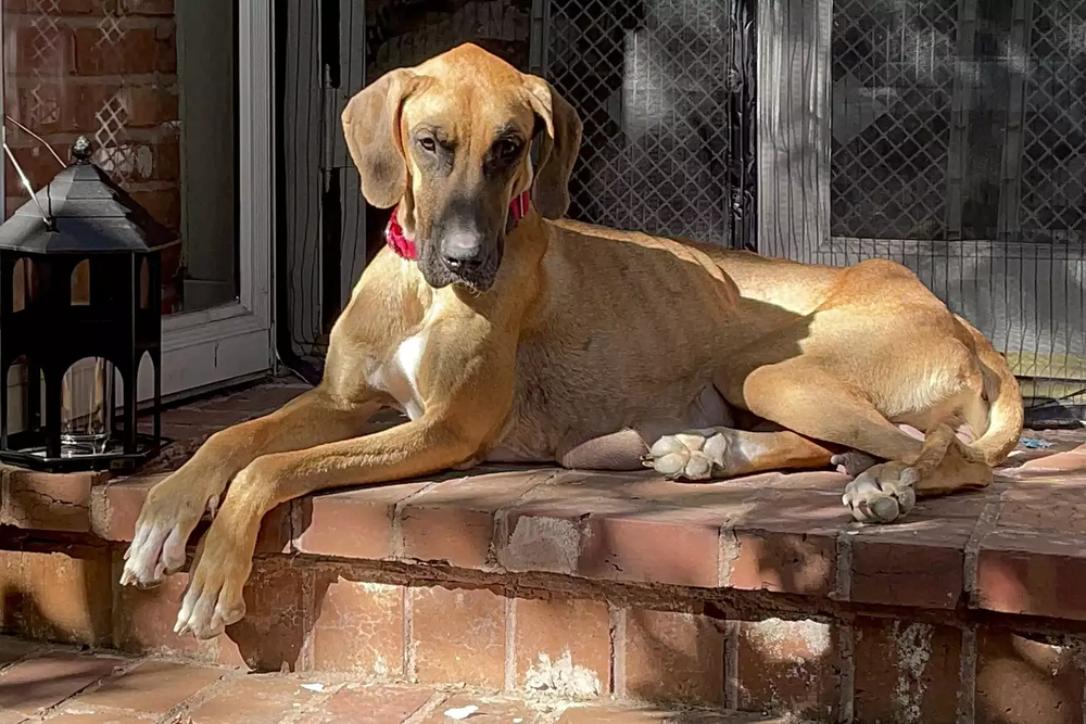 Mary es una perra de Estado Unidos que paso una situación muy compleja y de todas formas logró salvar a sus cachorros.