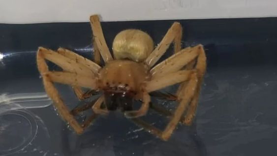 Las imágenes se volvieron virales y otro usuario de la red social le informó que se trataba de un ejemplar de araña errante brasileña