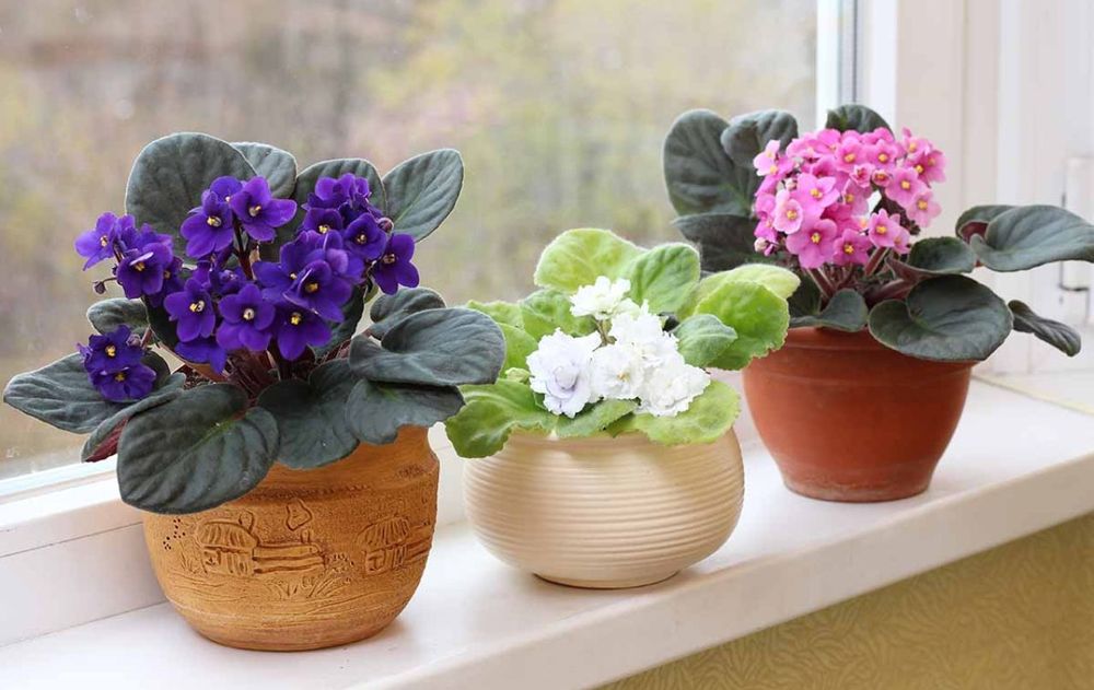 Esta planta cambia el ambiente, aportando color y vida al hogar.
