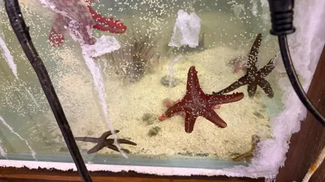 Se identificaron 102 especies distintas, de ellos cientos fueron estrellas marinas.