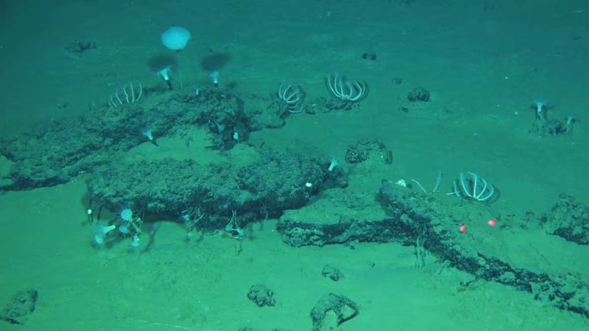 Descubrieron el cementerio de ballenas más profund