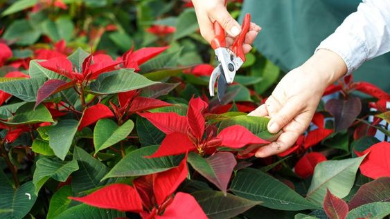 Cortá las ramas de tus plantas y árboles en invierno según la especie.