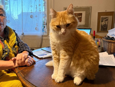 Rémi, el gato que no puede salir de casa en Francia por orden judicial.