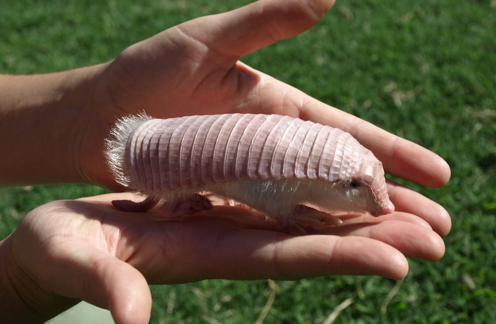 Ejemplar de pichiciego. Es tan poco conocido que no se puede evaluar si está amenazado. Es Monumento Natural Provincial. Foto: Mariella Superina.