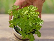 La planta de perejil necesita buena luz cuando se cultiva dentro de casa.